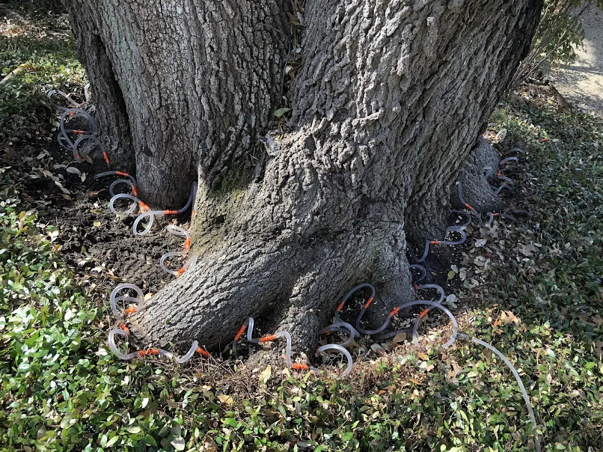 Detailed Tree Cabling and Bracing job site in Thompson