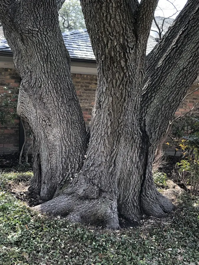 Mature heritage tree close to a Thompson property cared for by certified arborists